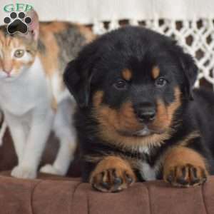 Axel, Rottweiler Mix Puppy